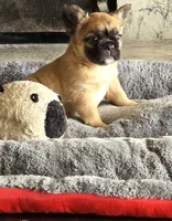 Red fawn girl, a female French Bulldog for sale in Lompoc, CA – Photo 4 of 10