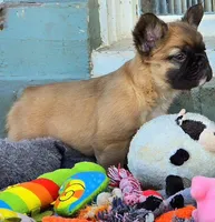 Red fawn girl, a female French Bulldog for sale in Lompoc, CA – Photo 2 of 10