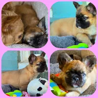 Red fawn girl, a female French Bulldog for sale in Lompoc, CA – Photo 1 of 10