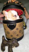 Pippy , a female French Bulldog for sale in Lompoc, CA – 9 of 10