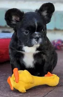 Fluffy frenchbulldog boy, a male French Bulldog for sale in Lompoc, CA – Photo 8 of 10