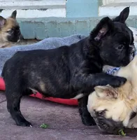 Fluffy frenchbulldog boy, a male French Bulldog for sale in Lompoc, CA – Photo 2 of 10