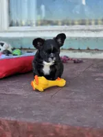 Fluffy frenchbulldog boy, a male French Bulldog for sale in Lompoc, CA – Photo 10 of 10