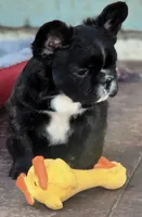 Fluffy frenchbulldog boy, a male French Bulldog for sale in Lompoc, CA – Photo 9 of 10