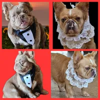 Fluffy frenchbulldog boy, a male French Bulldog for sale in Lompoc, CA – Photo 6 of 10