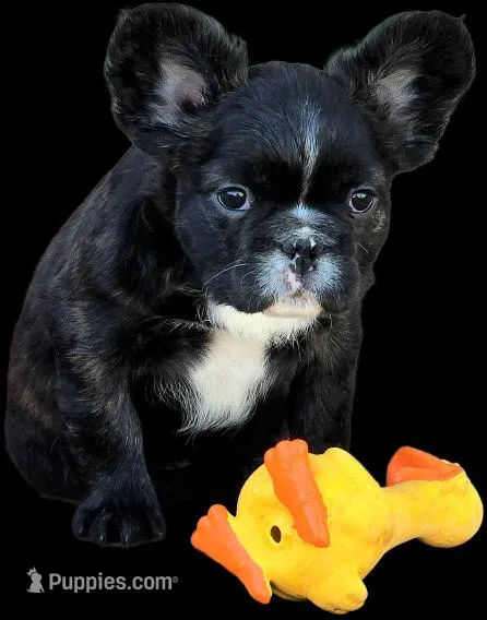 Fluffy frenchbulldog boy