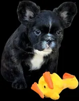 Fluffy frenchbulldog boy, a male French Bulldog for sale in Lompoc, CA – Photo 1 of 10