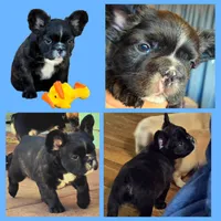 Fluffy frenchbulldog boy, a male French Bulldog for sale in Lompoc, CA – Photo 3 of 10