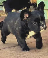 Fluffy frenchbulldog boy, a male French Bulldog for sale in Lompoc, CA – Photo 4 of 10