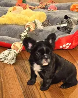 Fluffy frenchbulldog boy, a male French Bulldog for sale in Lompoc, CA – Photo 5 of 10
