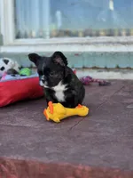 Fluffy frenchbulldog boy, a male French Bulldog for sale in Lompoc, CA – Photo 7 of 10