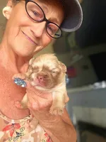 Goldy, a female French Bulldog for sale in Lompoc, CA – 5 of 10