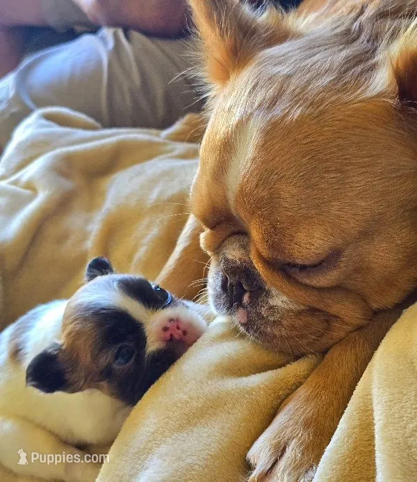 LilG3girlpick, a female French Bulldog for sale in Lompoc, CA – 1 of 5