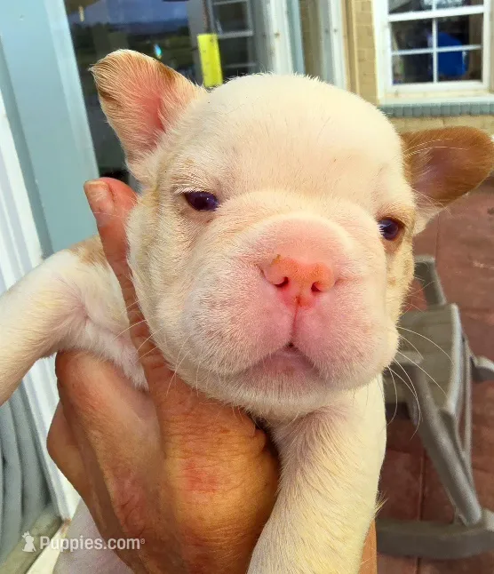 Quasimoto – French Bulldog puppy for sale in Lompoc, CA