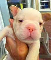 Quasimoto, a male French Bulldog for sale in Lompoc, CA – 1 of 10