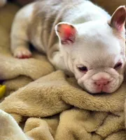 Quasimoto, a male French Bulldog for sale in Lompoc, CA – 9 of 10