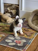 Husky panda, a male French Bulldog for sale in Lompoc, CA – 5 of 8