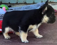 Mr Pickles, a male French Bulldog for sale in Lompoc, CA – Photo 2 of 10