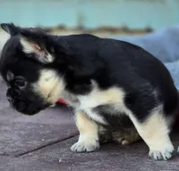 Mr Pickles, a male French Bulldog for sale in Lompoc, CA – Photo 4 of 10