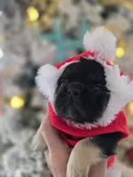 Mr Pickles, a male French Bulldog for sale in Lompoc, CA – Photo 9 of 10