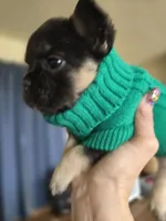 Mr Pickles, a male French Bulldog for sale in Lompoc, CA – Photo 8 of 10