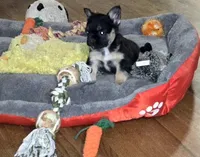 Mr Pickles, a male French Bulldog for sale in Lompoc, CA – Photo 3 of 10