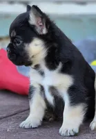 Mr Pickles, a male French Bulldog for sale in Lompoc, CA – Photo 5 of 10