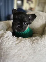 Mr Pickles, a male French Bulldog for sale in Lompoc, CA – Photo 10 of 10