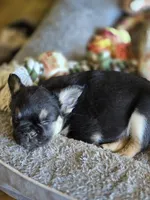 Mr Pickles, a male French Bulldog for sale in Lompoc, CA – Photo 6 of 10