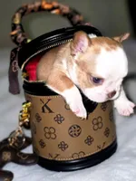 Pippy , a female French Bulldog for sale in Lompoc, CA – 2 of 10