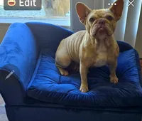 Mango, a female French Bulldog for sale in Lompoc, CA – 2 of 5