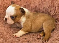 Pippy , a female French Bulldog for sale in Lompoc, CA – 8 of 10