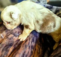 Koi boi, a male French Bulldog for sale in Lompoc, CA – 3 of 10