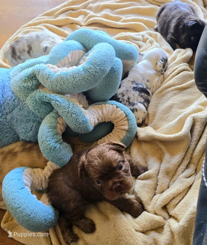 Cocoapuff – French Bulldog puppy for sale in Lompoc, CA