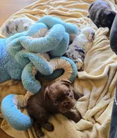 Cocoapuff, a male French Bulldog for sale in Lompoc, CA – 1 of 10