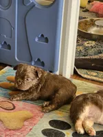Cocoapuff, a male French Bulldog for sale in Lompoc, CA – 4 of 10
