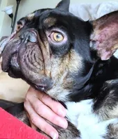 Tiger King, a male French Bulldog for sale in Lompoc, CA – Photo 4 of 10