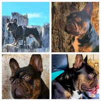 Tiger King, a male French Bulldog for sale in Lompoc, CA – Photo 9 of 10