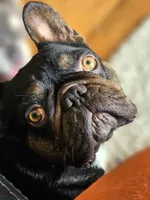 Tiger King, a male French Bulldog for sale in Lompoc, CA – Photo 10 of 10