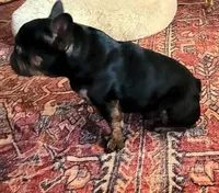 Tiger King, a male French Bulldog for sale in Lompoc, CA – Photo 5 of 10