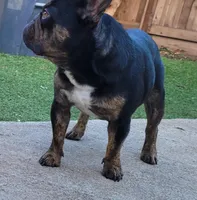 Tiger King, a male French Bulldog for sale in Lompoc, CA – Photo 2 of 10