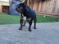 Tiger King, a male French Bulldog for sale in Lompoc, CA – Photo 8 of 10