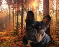 Tiger King, a male French Bulldog for sale in Lompoc, CA – Photo 6 of 10