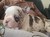 Star Spangled Koi, a female French Bulldog for sale in Lompoc, CA – 5 of 9