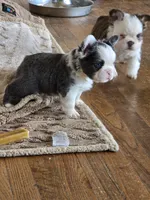 Husky panda, a male French Bulldog for sale in Lompoc, CA – 8 of 8
