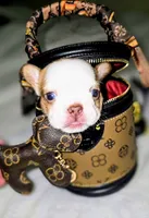 Pippy , a female French Bulldog for sale in Lompoc, CA – 1 of 10