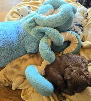 Cocoapuff, a male French Bulldog for sale in Lompoc, CA – 2 of 10