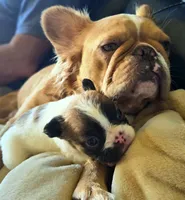LilG3girlpick, a female French Bulldog for sale in Lompoc, CA – 4 of 5