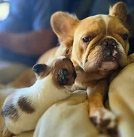 LilG3girlpick, a female French Bulldog for sale in Lompoc, CA – 2 of 5