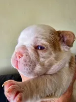 Quasimoto, a male French Bulldog for sale in Lompoc, CA – 6 of 10